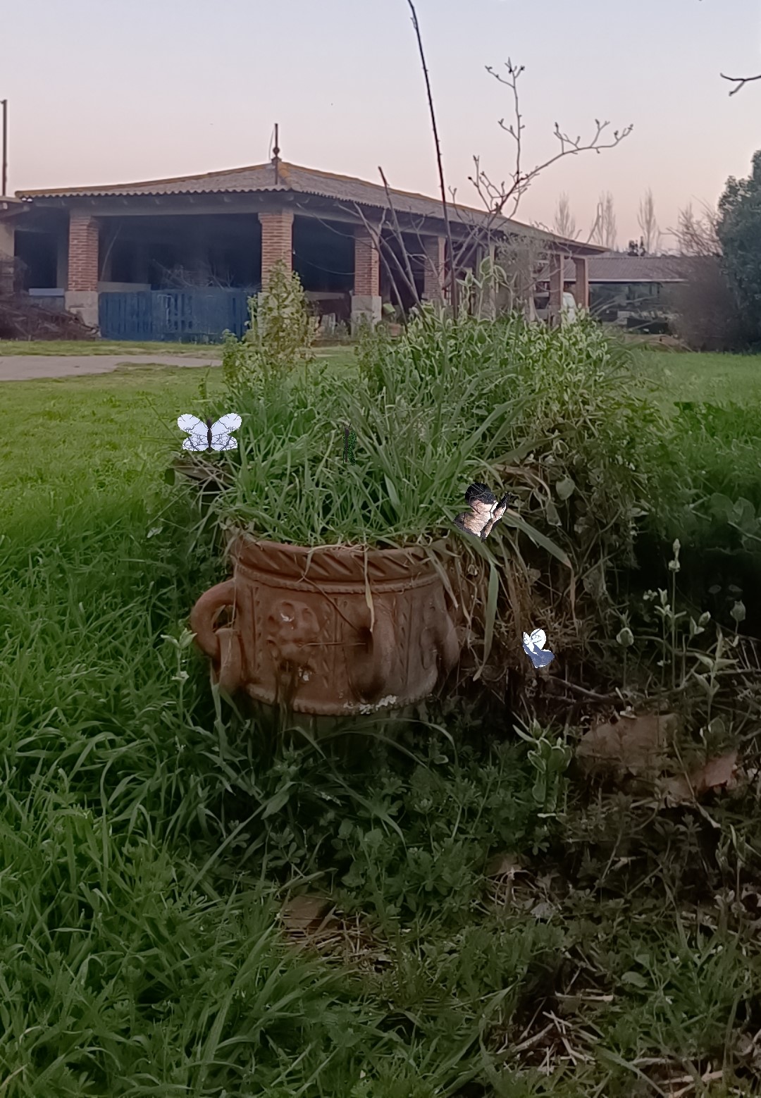 Butterfly Collector AR